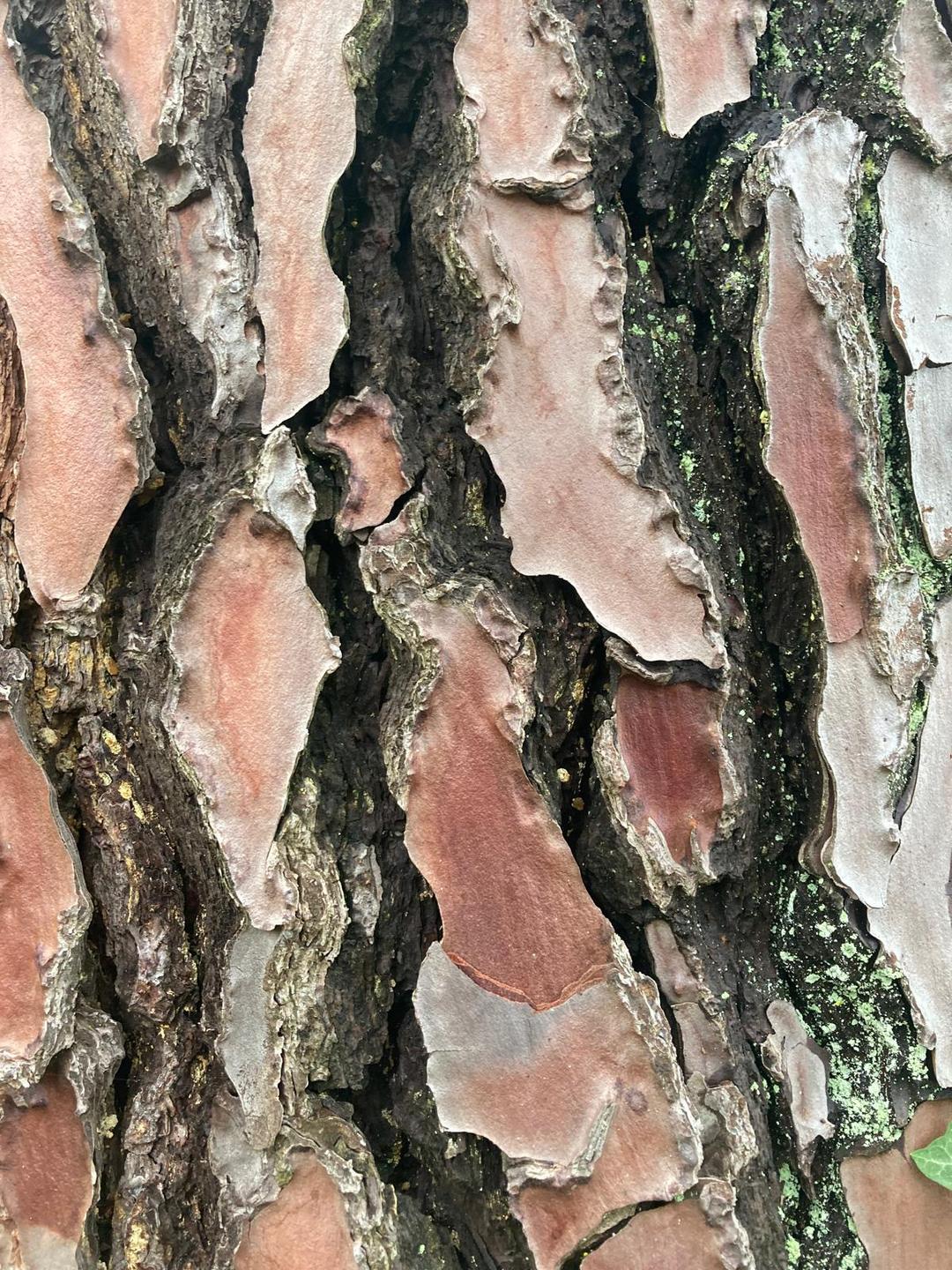 arbre